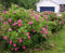 50 Red Kartoffelrose Samen, Rosa Rugosa