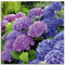 ARTLAND Wanddeko Leinwand Bilder Wandbild 70x70 cm Hortensien Botanik Blumen Blüten Garten Natur Pflanze T4QJ