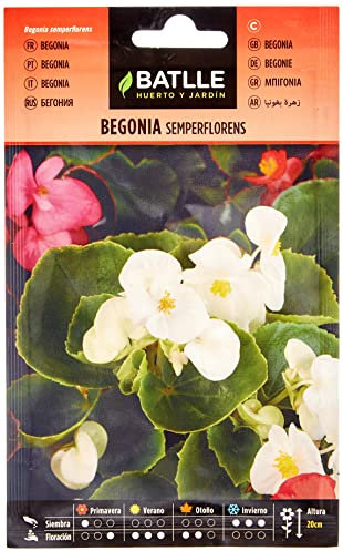 Semillas Batlle Begonia SEMPERFLORENS