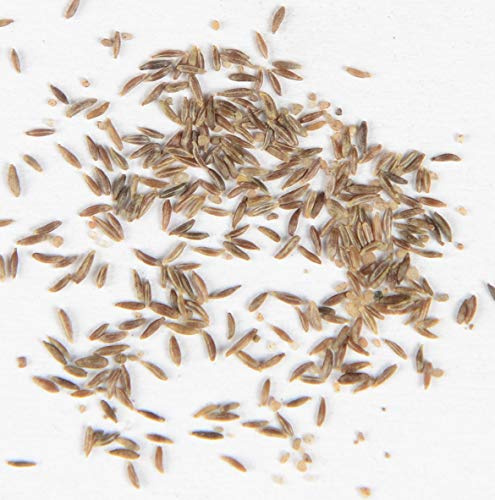 Beifuß Artemisia vulgaris 1000 Samen