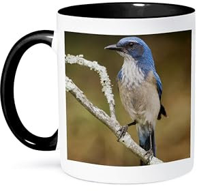 3dRose Western Scrub-Jay Bird, Hill Country, Texas-NA02 RNU0840-Rolf Nussbaumer Zweifarbige Tasse, Keramik, schwarz/weiß, 11 oz