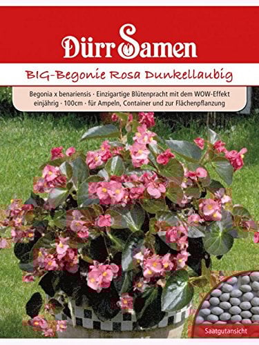 BIG-Begonie Rosa Dunkellaubig