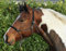 HKM SPORTS EQUIPMENT Western Knotenhalfter, rund gepolstert an Nase und Genick, schwarz/beige, Pony 1400