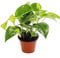 Ivy Tute - Scindapsus - Epipremnum - 12cm pot - houseplant