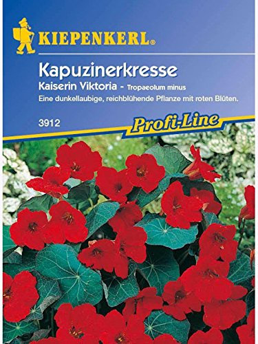 Tropaeolum majus Kapuzinerkresse Kaiserin Viktoria dunkellaubig