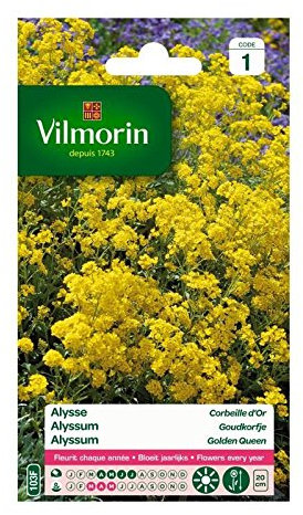 VILMORIN Alysse Corbeille d'Or