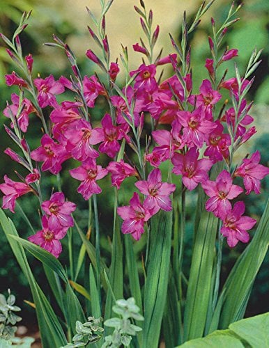50 GLADIOLUS BYZANTINUS BULBS (PINK COLOUR) FOR BORDER PATIO ROCKERY GARDEN PERENNIAL