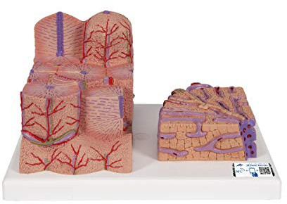 3B Scientific Menschliche Anatomie - 3B MICROanatomy™ Leber + kostenlose Anatomie App - 3B Smart Anatomy