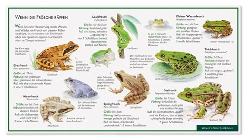 Wenn die Frösche räppen - Die heimischen Frösche - Laubfrosch - Grasfrosch - Teichfrosch - Seefrosch - Wawra Naturpostkarte Nr.25 zum Entdecken, Beobachten, Bestimmen - 22 cm x 12 cm