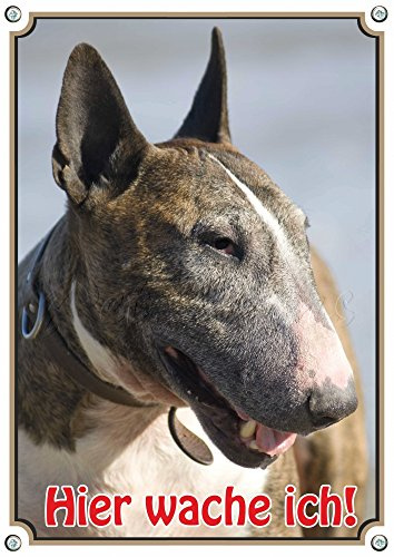 Warnschild - Bullterrier - Premium Metallschild rostfrei und beständig, DIN A5