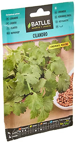 Batlle Semillas Aromáticas, Cilantro