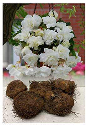 GARTHWAITE NURSERIES® : - UK Stockist : - 5 White Pendula/Trailing Begonias Tuberous Bulbs/Corms for Garden/Hanging Baskets & Tubs Stunning Summer Flowering Plant