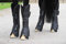 Bucas Freedom Travel Boots - Black/White/Transportgamaschen 4er-Set