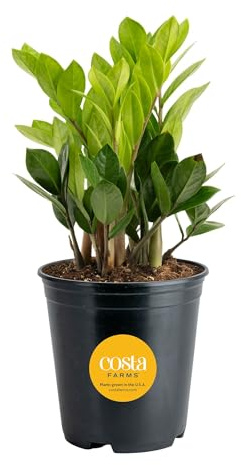 Costa Farms ZZ Live Plant in Plastic Pot, Easy to Maintain, Air Purifying Indoor Houseplant, Perfect for Home, Room, or Office Decor, Great House Warming or Birthday Gift, 12-20 Inches Tall
