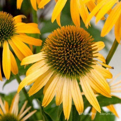 Sonnenhut, Echinacea , 'Harvest Moon ®'