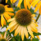 Sonnenhut, Echinacea , 'Harvest Moon ®'