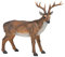 Design Toscano Grand Rack Cerf Mâle Statue d'Animal pour Décoration de Jardin, 71 cm, polyrésine, palette complète de couleur, Marron