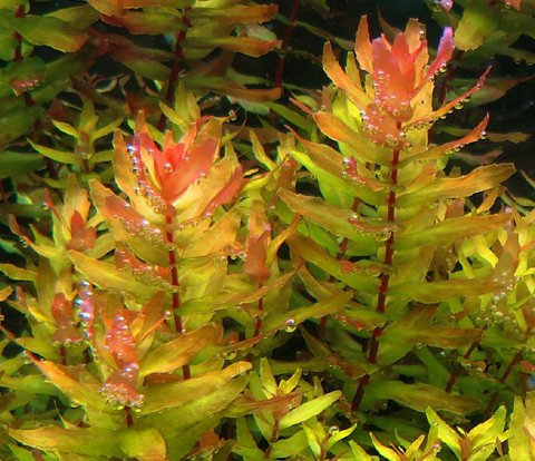 Rotala macrandra green x1 bunch - Plantas naturales para acuarios