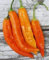 10 Samen - Aji Amarillo Chile Pepper Samen -Aji Rojo, Verwendung Frisch, Gebraten oder geröstet, getrocknet, Soßen, Pulver