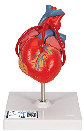 3B Scientific® Herzmodell Klassik – 2-teiliges lebensgroßes Herz mit Bypass-Darstellung für Anatomieunterricht + 3B Smart Anatomy App