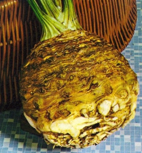 Sellerie Monarch/Ibis Samen