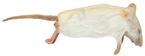 Frozen Mice - Jumbo Size 30g up - Pack of 10