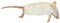 Frozen Mice - Jumbo Size 30g up - Pack of 10