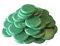 Purewax | Galets de cire à épiler | VERT | sachet de 1KG | épilation sans Bande | Jambes | Aisselles | bras | corps | Cire Professionnel