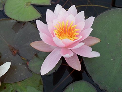WASSERPFLANZEN WOLFF - Seerose im PFLANZKORB - Nymphaea 'Marliacea Rosea' - Seerose, rosa - fix und fertig - winterhart