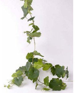 kunstpflanzen-discount.com Künstliche Traubenblatt Girlande UV-sicher mit 54 Blätter ca. 186cm lang - Künstlicher Traubenzweig Dekozweig mit Traubenblätter