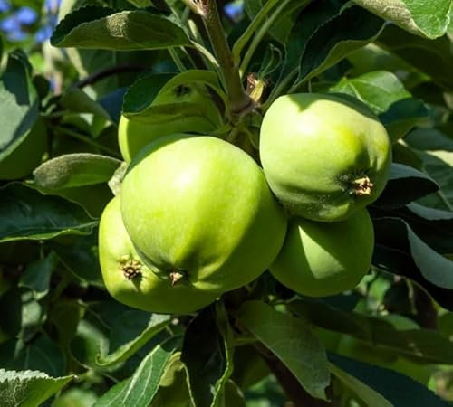 Weißer Klarapfel, Sommerapfel, Buschbaum (kleinbleibend), 120-140cm, im Topf
