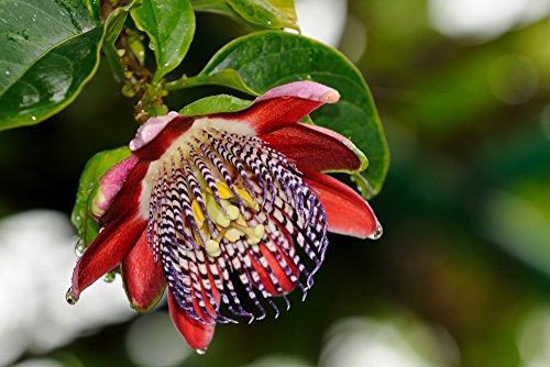Passionsblume 'Alata' 5 Samen, Passiflora Alata