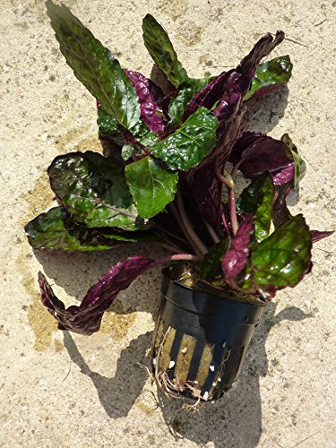 Fish Around Plante vivante pour aquarium Chou rouge