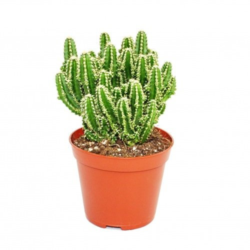 Cereus floridianus - Doigts verts - En pot de 8,5 cm