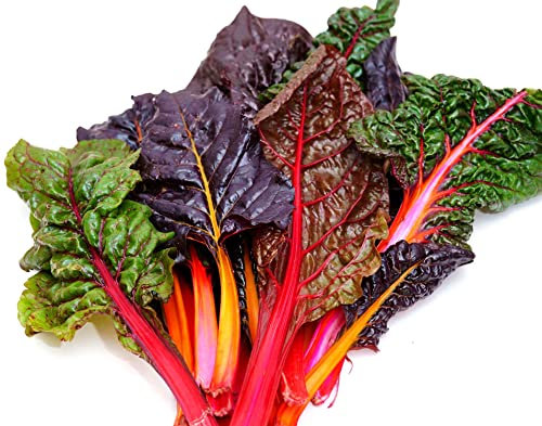 Schnittmangold Mix - Mangold - Swiss Chard Rainbow Mix - 50 Samen