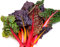 Schnittmangold Mix - Mangold - Swiss Chard Rainbow Mix - 50 Samen