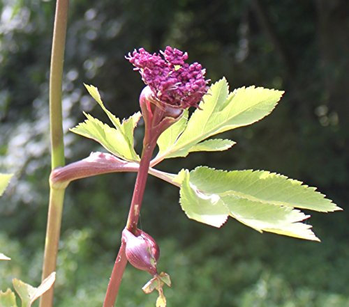 2er-Set - Angelica gigas - Engelwurz, purpurrot - Wasserpflanzen Wolff - Landlust Pflanzentipp!