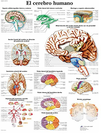 3B Scientific – Laminierte Menschliches Gehirn Tafel – UV- & Staubgeschütztes Anatomieposter für Studium, Lehre & Kliniken