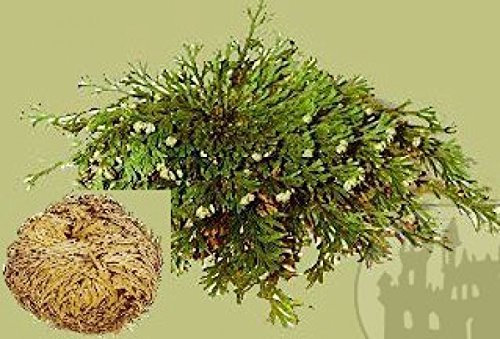 Meßinger Fashion & Brands