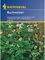 Kiepenkerl Gründünger Portion - Buchweizen - Fagopyrum esculentum - 5 m²