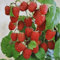 Himbeere 'Autumn First®'