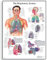 3B Scientific Menschliche Anatomie „The Respiratory System“, Poster zum Atmungssystem (englische Version), Papierversion