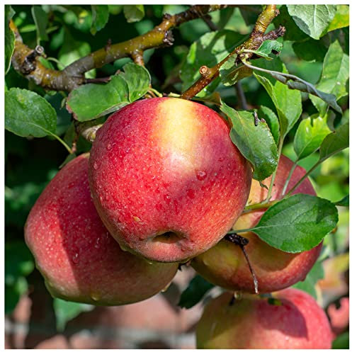 'Braeburn' Apple Tree 4-5ft Self-Fertile, Ready to Fruit, Crisp & Aromatic in a 6L Pot 3fatpigs®