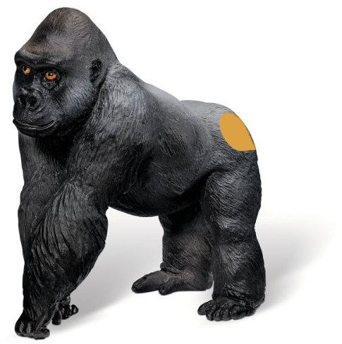 Afrika: Gorilla Männchen