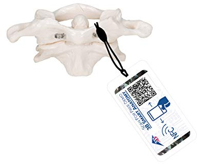 3B Scientific Menschliche Anatomie - Atlas und Axis, montiert, ohne Sockel + kostenlose Anatomie App - 3B Smart Anatomy, A71