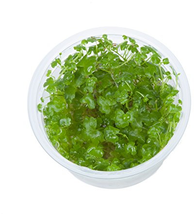 Hydrocotyle tripartita in vitro