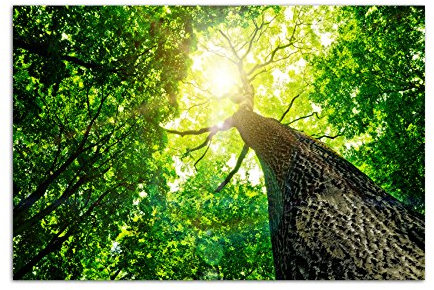 Paul Sinus Art 120x80cm - WANDBILD Baumkrone Wald Sonnenstrahlen Natur - Leinwandbild auf Keilrahmen modern stilvoll - Bilder und Dekoration