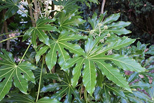 Familia Araliaceae Fatsia japónica Semillas 10PCS, muy popular japonesa Semillas Aralia arbustos, Planta Ornamental Aralia japónica Semillas