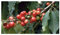 Coffea arabica - Arabica Kaffee - 10 Samen