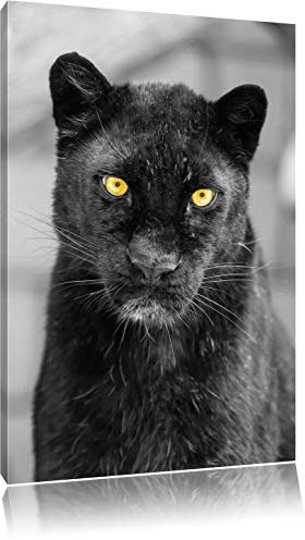 Pixxprint prächtiger Panther B&W, Größe: 60x40cm, Leinwandbild, fertig gespannt, Wandbild, Dekoration, Kunstdruck, kein Poster